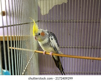 Yellow cocktail parrot inside a small cage