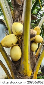 Yellow Coconut Called Kelapa Gading