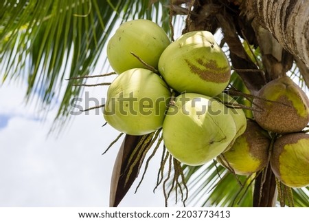 yellow coconut shell on coconut tree