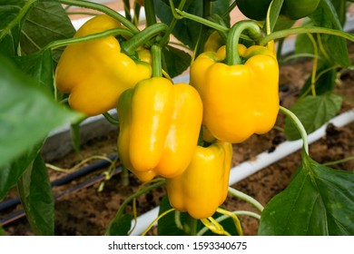 Yellow Color Capsicum Growing In Green House