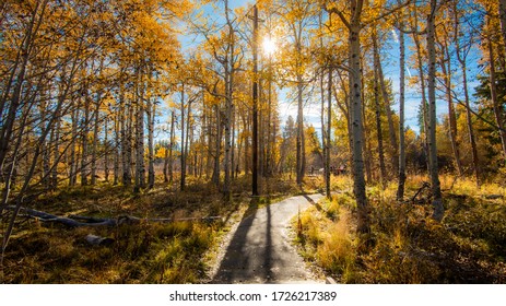 Yellow Color In The Fall In Lake Tahoe.