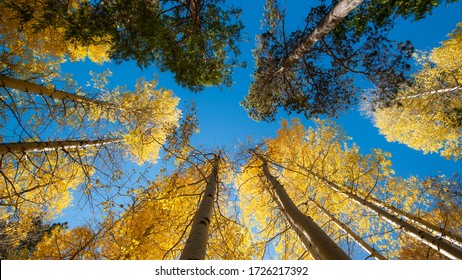 Yellow Color In The Fall In Lake Tahoe.