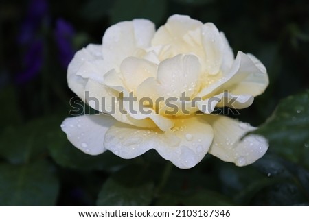 Yellow color Grandiflora Rose Happy Go Lucky flowers in a garden after the rain in July 2021. Idea for postcards, greetings, invitations, posters, wedding and Birthday decoration, background 