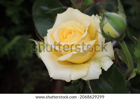 Yellow color Hybrid Tea Rose Cappucino flowers in a garden in June 2021. Idea for postcards, greetings, invitations, posters, wedding and Birthday decoration, background 