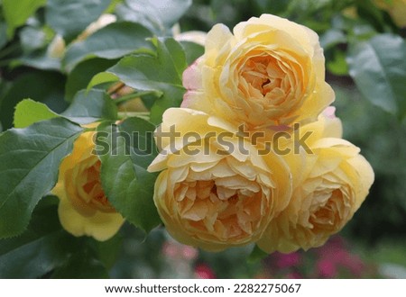 Yellow color Modern Shrub Rose Chateau de Cheverny flowers in a garden in July 2022