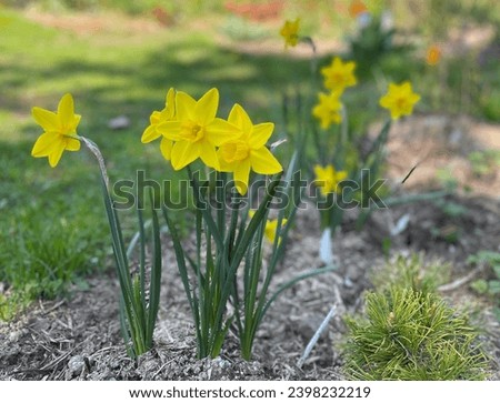 Yellow color Narcissus Hawera flowers in a garden in May 2023