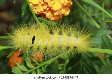 幼虫の黄色い花 の画像 写真素材 ベクター画像 Shutterstock