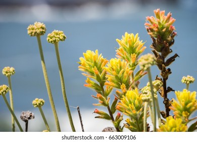 Yellow colored Indian paintbrush (Castilleja) wildflowers, Pacific Ocean coastline, California