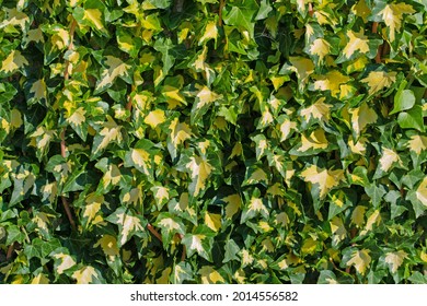 Yellow colored ivy, Hedera helix, gold ivy