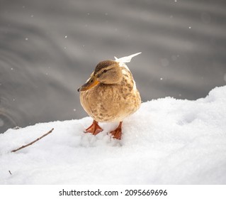 Yellow colored Mallard female Duck on the white snow background. Animal polymorphism. Portrait of a female of duck on the snow. Mallard, lat. Anas platyrhynchos, female