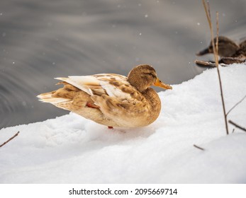Yellow colored Mallard female Duck on the white snow background. Animal polymorphism. Portrait of a female of duck on the snow. Mallard, lat. Anas platyrhynchos, female