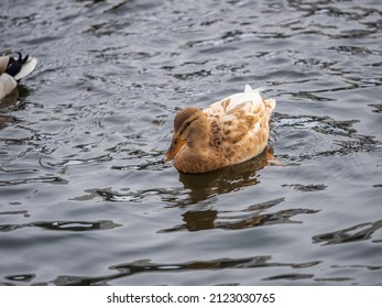 Yellow colored Mallard female Duck swims in the pond. Animal polymorphism. Portrait of a female of duck on the water. Mallard, lat. Anas platyrhynchos, female