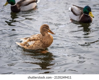 Yellow colored Mallard female Duck swims in the pond. Animal polymorphism. Portrait of a female of duck on the water. Mallard, lat. Anas platyrhynchos, female