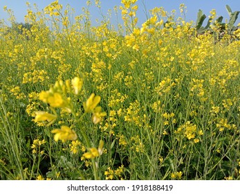 yellow colored mustard flower firm view on field