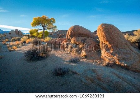 Yellow colored tree at Sunset at Fall (Autumn) at Alabama hilss near Lone Pine, CA, USA
