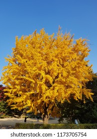 Yellow Colorful Ginkgo Tree 