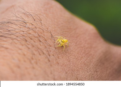 Yellow colour jumping spider the hand  Spider stock photo 