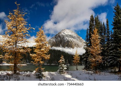 Yellow Coloured Larches After The First Snow Fall At Chester Lake