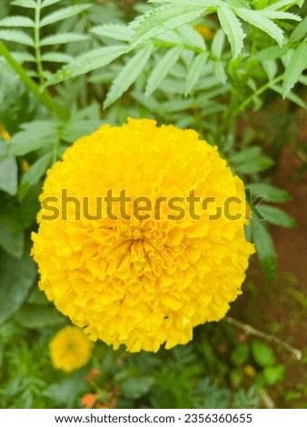 its yellow colr marigold flower photo. which is taken at my home town. very beautiful pic.
