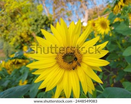 yellow colur sunflower with honey bee