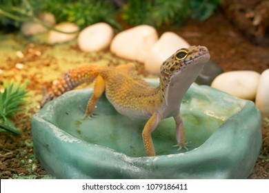 Yellow common leopard gecko standing in a water drinking bowl in terrarium