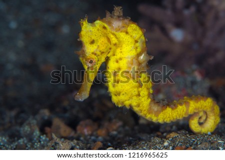 Yellow common seahorse - Hippocampus kuda