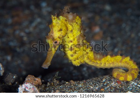 Yellow common seahorse - Hippocampus kuda