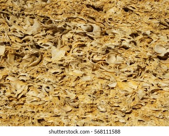 Yellow Coquina Texture