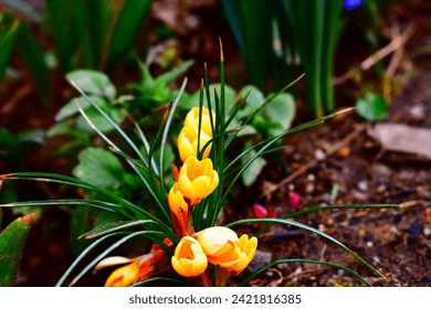 Yellow Corcus in full bloom 