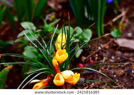 Yellow Corcus in full bloom 