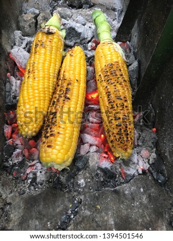 Yellow corn being roasted on charcol, Barbecued corn on live flame of coal, three corn on barbecue stove