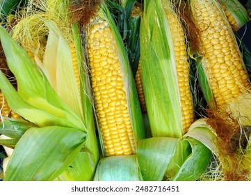 Yellow Corn Cob at Farmers Market. Farmer is selling organic corns in the farmer market. Cob of young corn of milk ripeness - Powered by Shutterstock