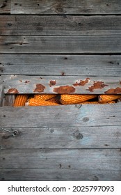 Yellow Corn Cobs In Old Wooden Granary House. Fresh Healthy Vegetables. Organic Food