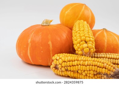 Yellow Corn Cobs and Orange Pumpkins Arranged as Seasonal Autumn Harvest Produce