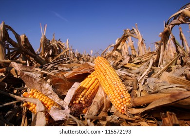 1,463 Hybrid Corn Maize Images, Stock Photos & Vectors 