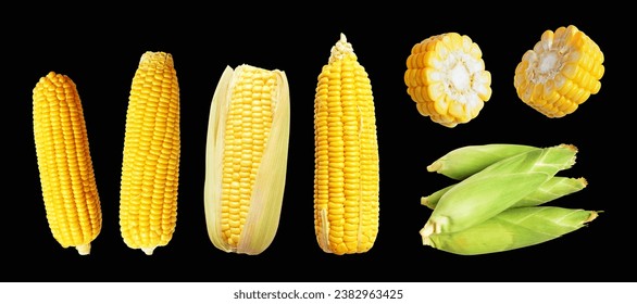 Yellow corn isolated with clipping path, no shadow in black background