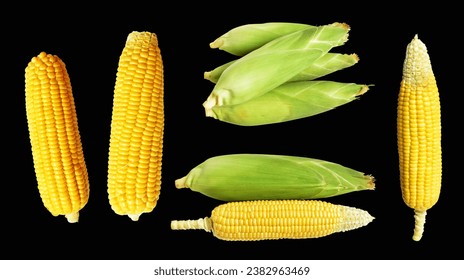 Yellow corn isolated with clipping path, no shadow in black background