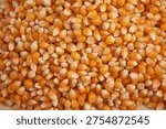 Yellow corn kernels ready for cooking and processing
