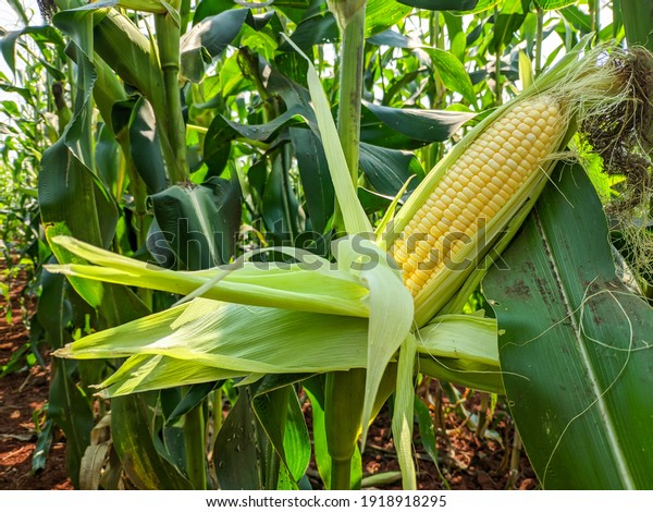 Yellow corn on the green\
corn plant