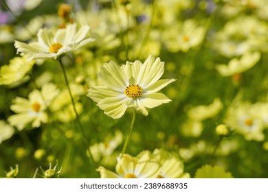 Yellow Cosmos (Yellow Campus) flowers in full bloom are shining in the light - Powered by Shutterstock