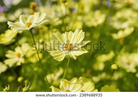 Yellow Cosmos (Yellow Campus) flowers in full bloom are shining in the light