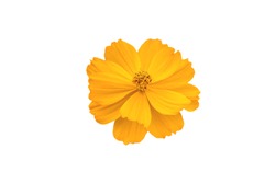 Yellow Cosmos, Coreopsideae Flower Isolate On White Background With Path