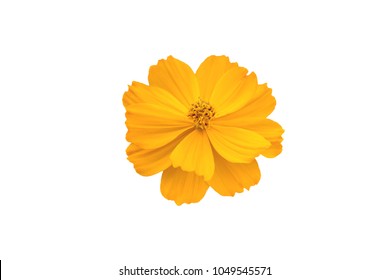 yellow cosmos, Coreopsideae flower isolate on white background with path