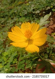 Yellow Cosmos Flower Best Wallpaper In Summer Time