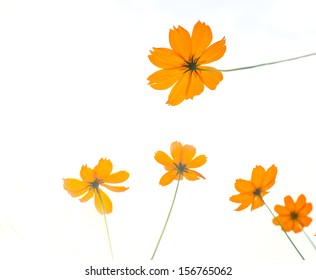 Yellow Cosmos Flower Isolate On White Background