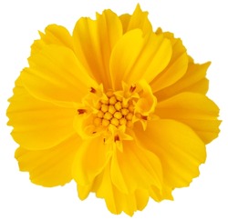 Yellow Cosmos Flower Isolated On White Background