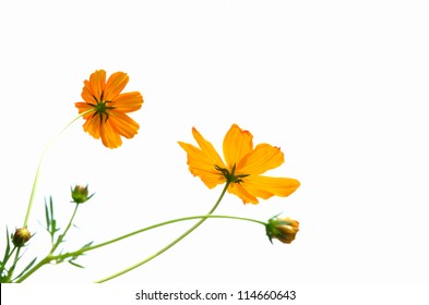 Yellow Cosmos Flower Isolated On White Background