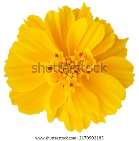 Yellow cosmos flower isolated on white background