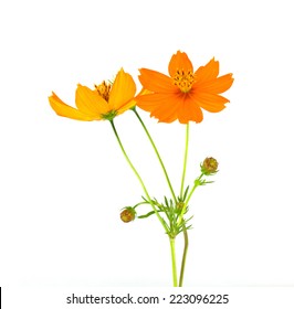 Yellow Cosmos Flower On White Background