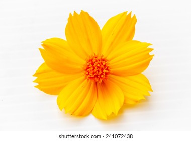 Yellow Cosmos Flower On White Background